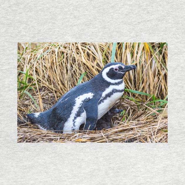 Magellanic Penguin with Baby near Ushuaia, Argentina by holgermader